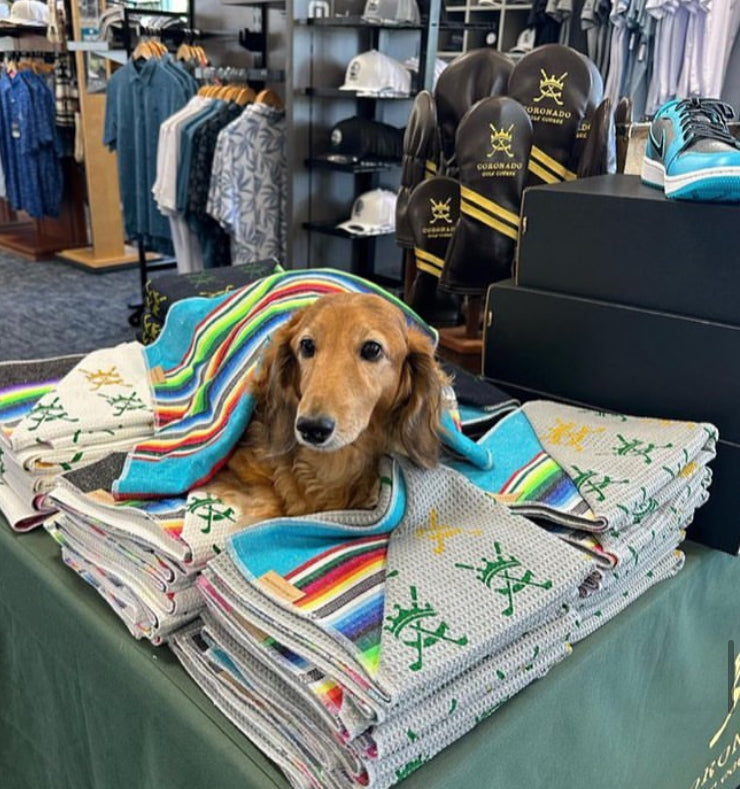 Cute Brown Dog on a Pile of Colorful Golf Towels